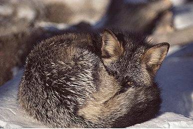 PS5 Pro将支持PSSR技术 效果超过AMD FSR 2